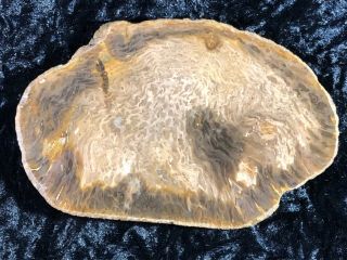 Rare Petrified Wood Australian Osmunda Fern Polished Slab 5.  5”x3.  5”jurassic