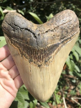 Huge Light Colored 5.  54” Megalodon Tooth Fossil Shark Teeth
