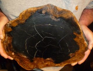 Large Polished Petrified Wood Round - Black