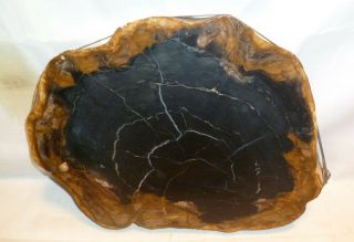 Large Polished Petrified Wood Round - Black 2