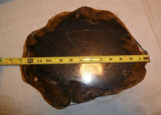 Large Polished Petrified Wood Round - Black 5