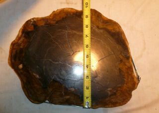 Large Polished Petrified Wood Round - Black 6