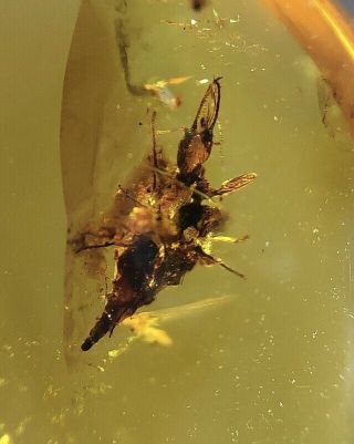 Rare Nymphidaeneuroptera Larvae.  Burmite 100 Natural Myanmar Insect Amber Fossi