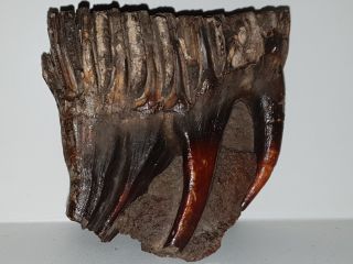 Tooth Baby Of A Woolly Mammoth Fossil Pleistocene Museum Quality