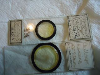 2 Antique Microscope Slides From Challenger Expedition With Data,  One