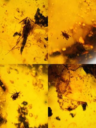 C529 - Bee,  Tail,  Tick In Fossil Burmite Insect Amber Cretaceous Dinosaur Period