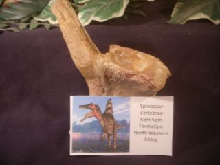 Dinosaur Bone Fossils Spinosaurus Vertebrae Kem Kem Formation & Display Card