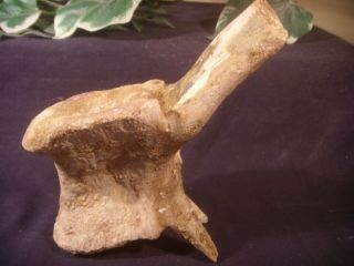 Dinosaur Bone Fossils Spinosaurus Vertebrae Kem Kem Formation & Display Card 4