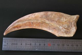 Spinosaurus Claw Fossil.  Dinosaur.  From Morocco.