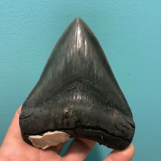 Colorful Serrated 4.  82” Megalodon Shark Tooth 100 Natural - No Restoration.