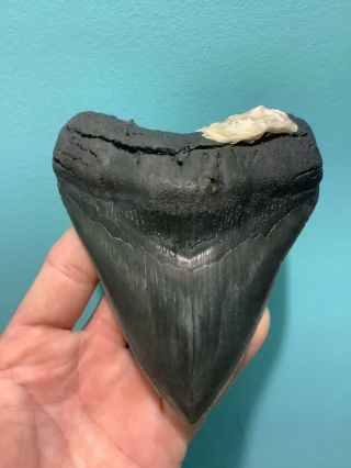 Colorful Serrated 4.  82” Megalodon Shark Tooth 100 natural - NO restoration. 3