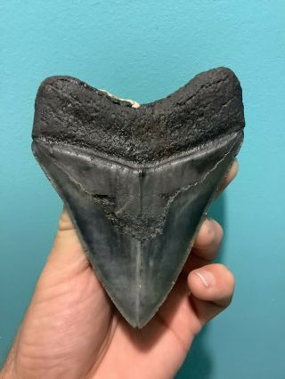 Colorful Serrated 4.  82” Megalodon Shark Tooth 100 natural - NO restoration. 4