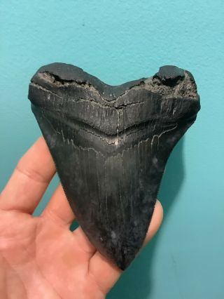 Black Very Serrated 4.  83” Megalodon Shark Tooth 100 Natural - No Restoration.