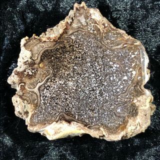 Rare Petrified Wood Cyathodendron Texana Texas Fern 2.  25” Full Round Eocene