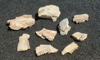 8 Fossil Post Dinosaur Oligocene Ischyromys Rodent Skull Jaw Bone White River