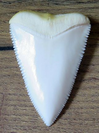 2.  050 " Upper Principle Nature Modern Great White Shark Tooth (teeth)