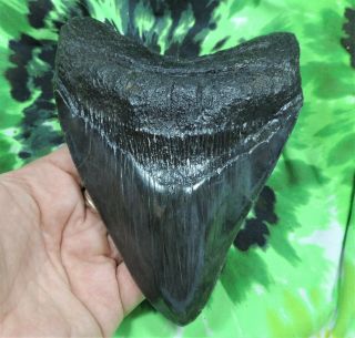 Megalodon Sharks Tooth 5 11/16  Inch Fossil Sharks Tooth Teeth