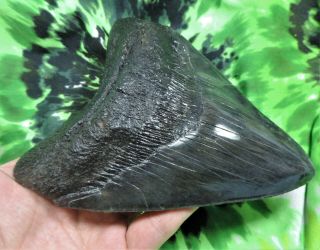 Megalodon Sharks Tooth 5 11/16  inch fossil sharks tooth teeth 2