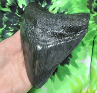 Megalodon Sharks Tooth 5 11/16  inch fossil sharks tooth teeth 3