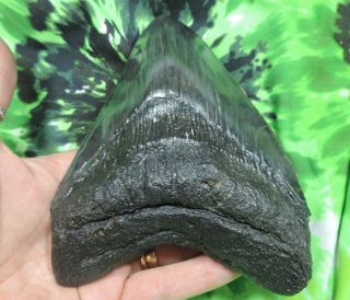 Megalodon Sharks Tooth 5 11/16  inch fossil sharks tooth teeth 4