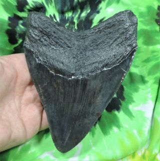 Megalodon Sharks Tooth 5 11/16  inch fossil sharks tooth teeth 5