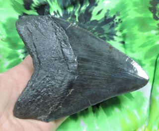 Megalodon Sharks Tooth 5 11/16  inch fossil sharks tooth teeth 6