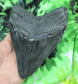 Megalodon Sharks Tooth 5 11/16  inch fossil sharks tooth teeth 7
