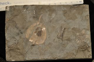 Fossil Cystoid Amecystis Laevis And Ophiuroid Stenaster Obtusus From Ontario