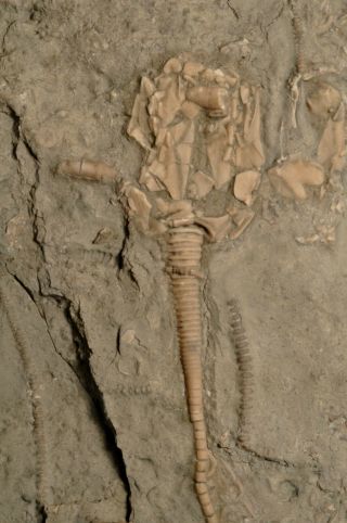 Fossil Cystoid - Glyptocystites Multiporus From Ontario