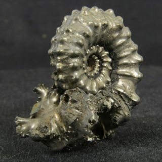 1.  6in (4cm) incredible shine pyrite Ammonite Kosmoceras Jurassic Callovian Russia 2