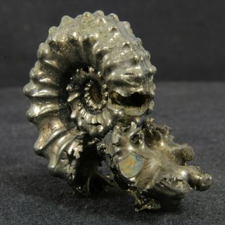 1.  6in (4cm) incredible shine pyrite Ammonite Kosmoceras Jurassic Callovian Russia 3