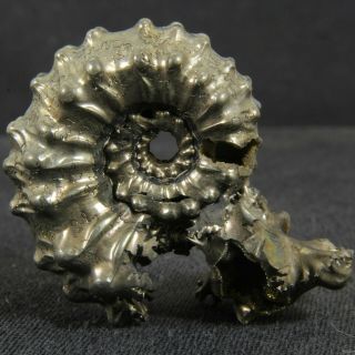 1.  6in (4cm) incredible shine pyrite Ammonite Kosmoceras Jurassic Callovian Russia 4