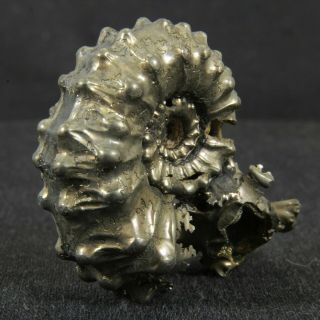 1.  6in (4cm) incredible shine pyrite Ammonite Kosmoceras Jurassic Callovian Russia 5