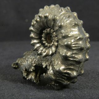1.  6in (4cm) incredible shine pyrite Ammonite Kosmoceras Jurassic Callovian Russia 7