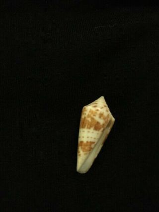 Gradiconus Dispar Sowerby 27 Mm Mexico Rare Conus
