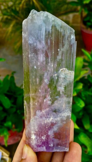 625 C.  T Top Quality Terminated Bi Color Kunzite Crystal @Afghanistan 2