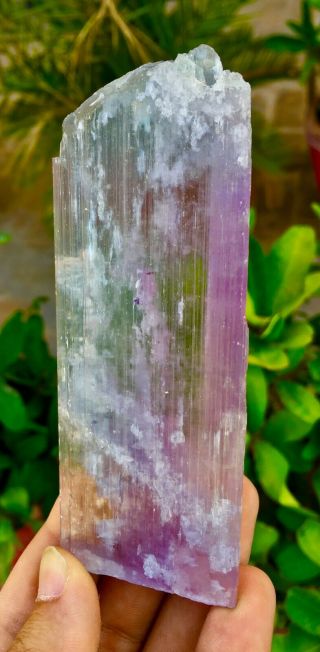 625 C.  T Top Quality Terminated Bi Color Kunzite Crystal @Afghanistan 4
