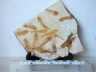 Large Lycoptera Multi Fish Fossil - 70812 2