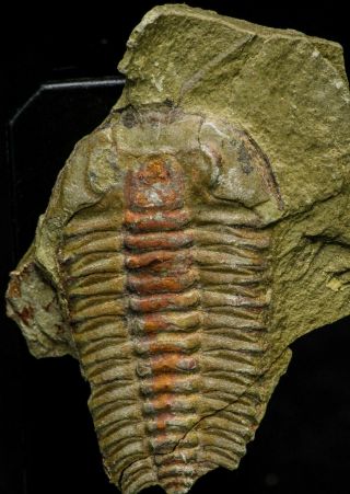 21123 - Museum Grade Euloma Filacovi With Preserved Antennae Ordovician Trilobite