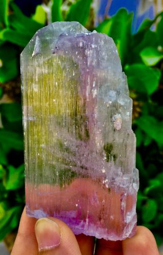 490 C.  T Top Quality Terminated Bi Color Kunzite Crystal @afghanistan
