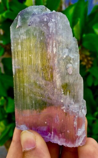 490 C.  T Top Quality Terminated Bi Color Kunzite Crystal @Afghanistan 2