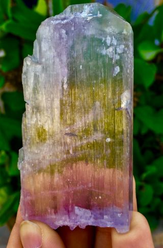490 C.  T Top Quality Terminated Bi Color Kunzite Crystal @Afghanistan 3