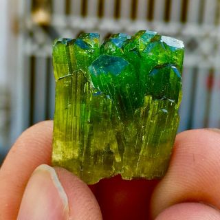WoW 32 C.  T Top Class Terminated Green Watermelon Tourmaline Crystals Bunch 3