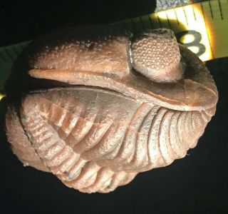 Crinoid Age Trilobite Eldredgeops Ohio Phacops Giant 1.  5” Wide Fossil