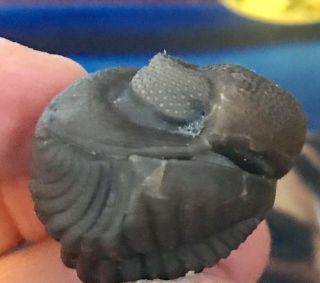 Crinoid Age Trilobite Eldredgeops Ohio Phacops GIANT 1.  5” Wide fOsSiL 5