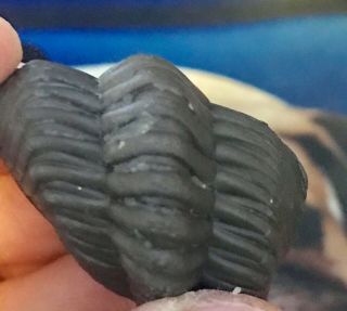 Crinoid Age Trilobite Eldredgeops Ohio Phacops GIANT 1.  5” Wide fOsSiL 6