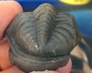 Crinoid Age Trilobite Eldredgeops Ohio Phacops GIANT 1.  5” Wide fOsSiL 7