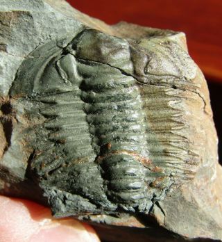 - Top - Natural.  Very Rare Trilobite Pseudosaukianda.  Cambrian.  Morocco.  Nºhw22
