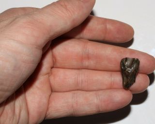 Triceratops Tooth Quality Hell Creek Formation Cretaceous Dinosaur Specimen