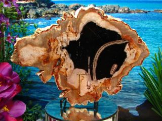 Petrified Wood Complete Round Slab Wbark Incredible Obsidian Copper Rust 10 "
